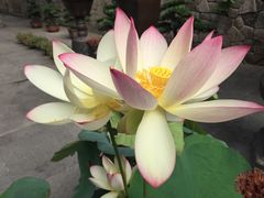 -普陀山风景名胜区-法雨禅寺