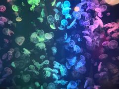 -烟台海昌鲸鲨海洋公园