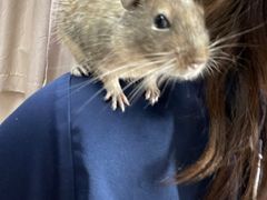 -酷以爬仙阁实体爬宠店·守宫·蜥蜴·专业繁育