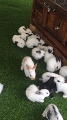 -萌宠亲子动物乐园(槐房万达店)