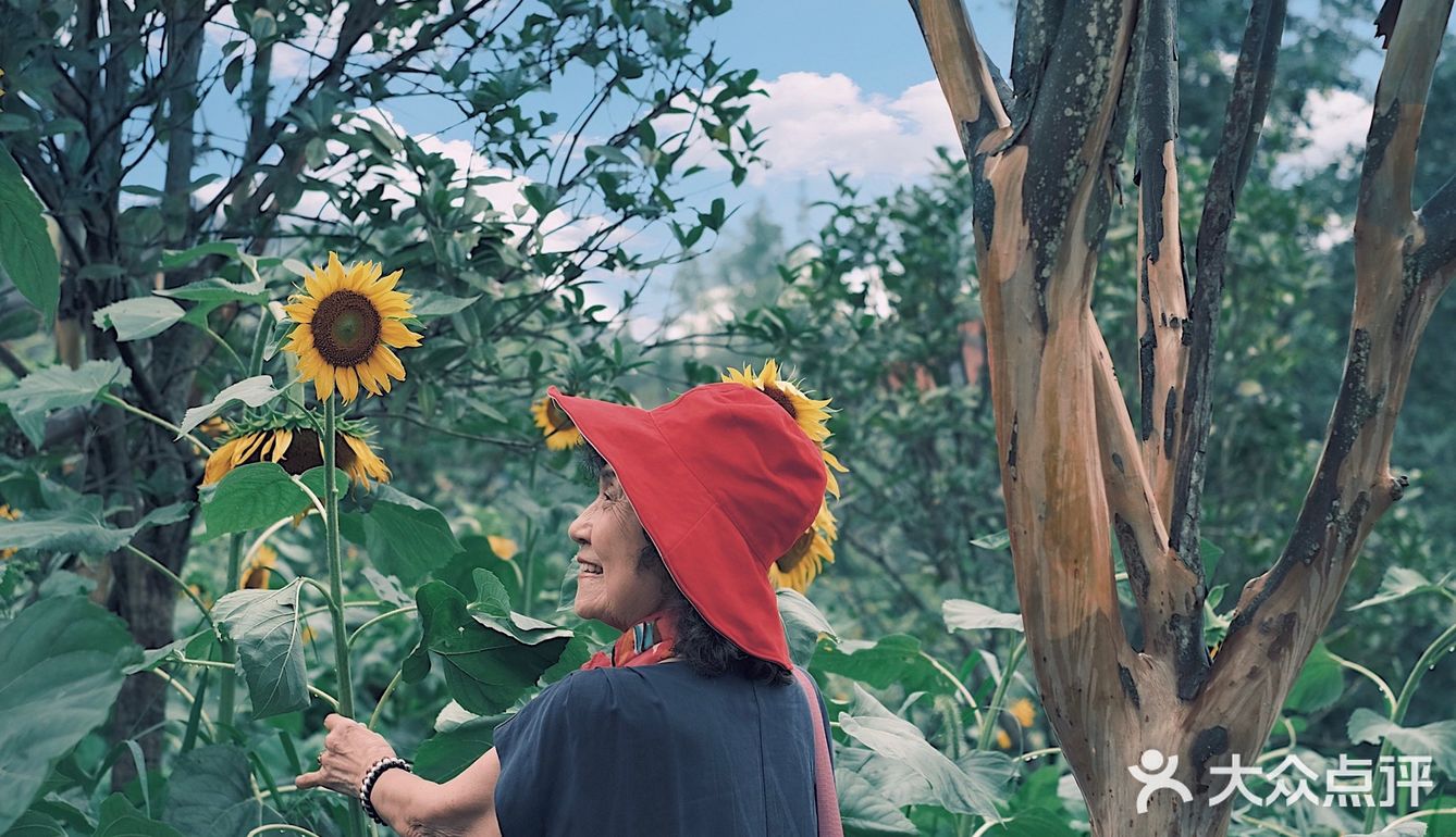 七月𝗦𝗨𝗠𝗠𝗘𝗥限定🌞母亲与向日葵🌻有约