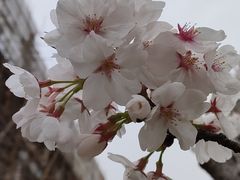 -高东镇樱花园