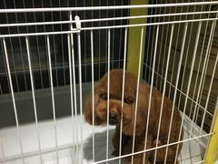 -FAELING PETS美天灵宠物(富力广场店)