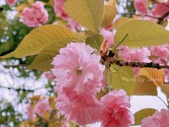 -新虹桥中心花园