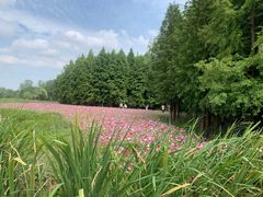 -溱湖国家湿地公园