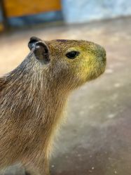 -Zoolung Zoolung动物主题公园(海信广场店)