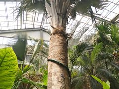 -北京呀路古热带植物园