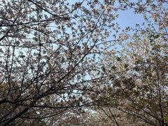 -高东镇樱花园