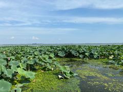 -渔娘蟹庄(阳澄湖莲花岛店)