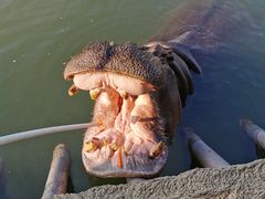 -杭州野生动物世界