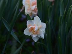 -西湖外事游船(花港观鱼码头)