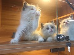-猫十亿·布偶金渐层·曼基康矮脚猫舍(青年路店)