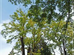 -北京大学燕东园