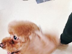 -爱侣宠医·鹦鹉专科·小型哺乳类·异宠专科(灵石路店)