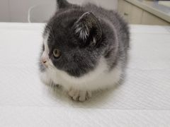 -宠颐生汉谟拉比宠物医院