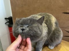 -楼上猫咖(罗湖店)