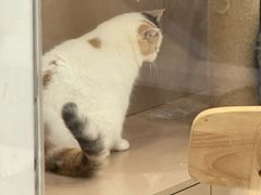 -鹤茶野所(上海首店)