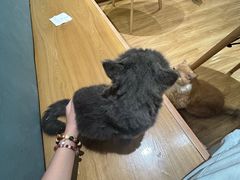 -滚猫咖啡·猫咖·猫友好撸猫(未来城店)