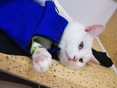 -伟伟宠物医院·瑞派猫友好医院·猫科(光谷店)