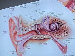 -自然之声助听器·呼吸机(康桥旗舰店)