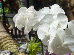 -弗劳尔花艺坊(龙涛店)