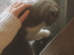 -共舞时光猫咖·狗咖(新街口店)