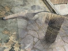 -上海野生动物园