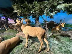 -国家自然博物馆