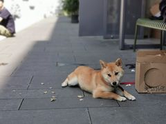 -Seesaw Coffee(上生新所店)
