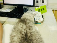 -瑞鹏宠物医院犬猫全科(真大分院)