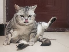 -中农国际动物医院24小时·猫科·骨科·急重症中心