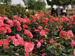 -武汉紫薇都市田园