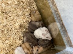 -怪兽屋·羊驼·猫咖·狗咖(俊华广场店)