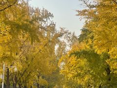 -三里屯东五街银杏大道
