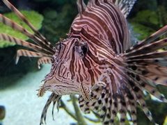 -瑞普利水族馆