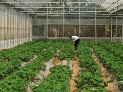 -前小桔亲子创意农场·草莓采摘·露营烧烤