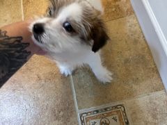 -天宠宠物医院24小时·急重症诊疗中心·全科·腔镜特色(和平分院)