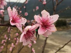 -孟家蟹包(锦绣街店)