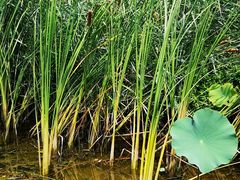 -武清南湖绿博园