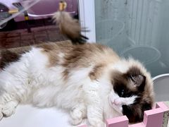 -青奢宠物·青奢猫舍