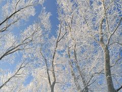 雾凇-中旅松花湖滑雪场