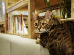 -小时光咖啡馆(开森度假森林店)