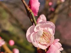 -桃花岭景区