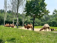 -北京野生动物园