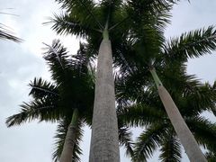 -西双版纳原始森林公园