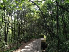 -紫金山山顶公园