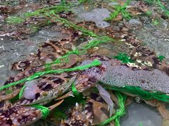 -渔傅·蓝海岸霞浦海鲜(正祥店)