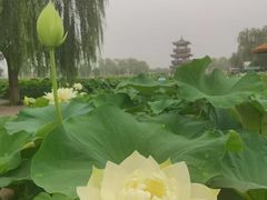 -白洋淀景区