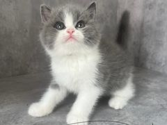 -小猫来了·猫舍(红山六九七九店)