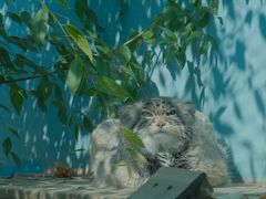 -青藏高原野生动物园